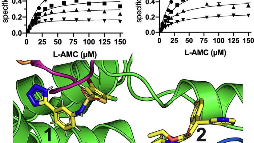 New publication from the laboratory of Biochemistry describes the Mechanisms of Allosteric Inhibition of Insulin-Regulated Aminopeptidase