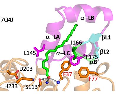 Structure of monoacylglycerol lipase reveals a reaction intermediate for the substrate. Publication in Nature Communications