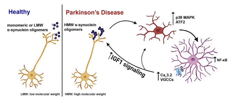 New publication on the role of α-Synuclein oligomers in neuroinfammation in Parkinson’s disease 
